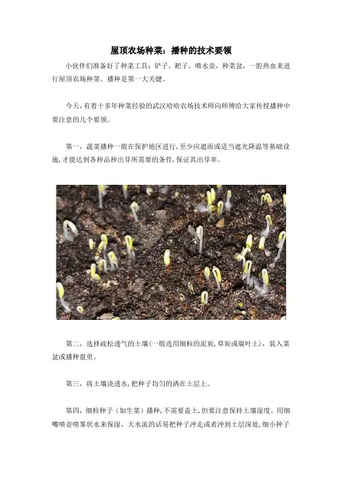 屋顶农场种菜：播种的技术要领