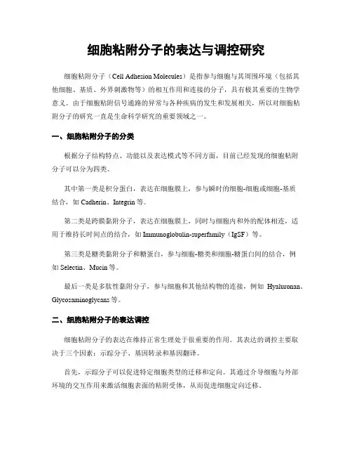 细胞粘附分子的表达与调控研究