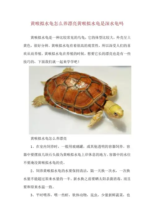 黄喉拟水龟怎么养漂亮 黄喉拟水龟是深水龟吗