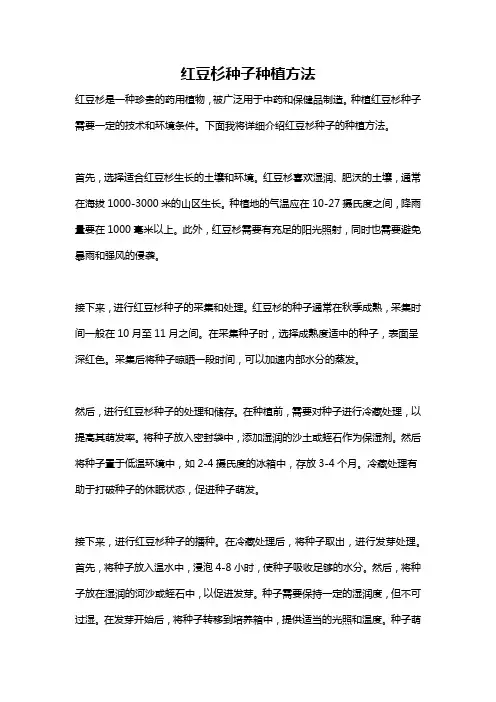 红豆杉种子种植方法