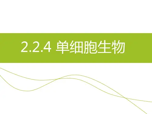 人教版生物七年级上册.4单细胞生物 课件共19张