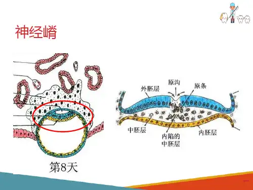 口腔颌面部发育—神经嵴和头部的分化(口腔组织病理学课件)