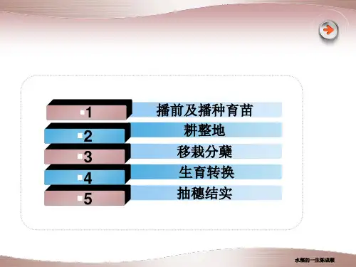 水稻的一生陈成顺课件