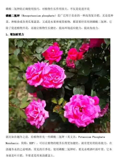 磷酸二氢钾的正确使用技巧,对植物生长作用很大,不仅是促进开花
