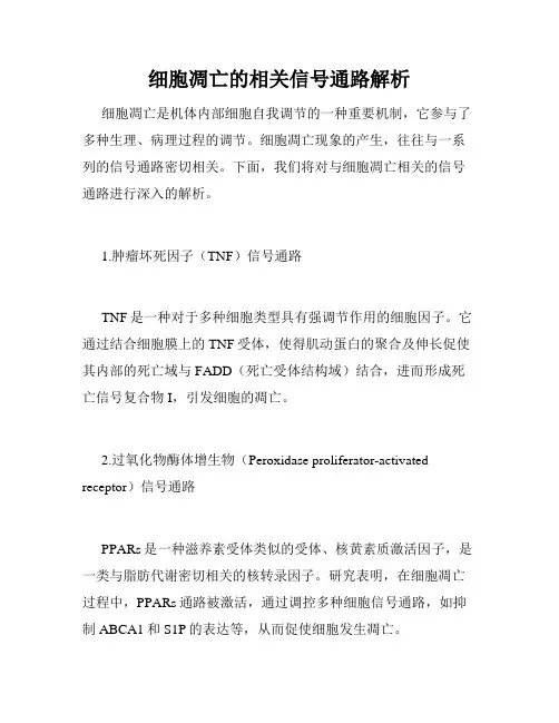 细胞凋亡的相关信号通路解析