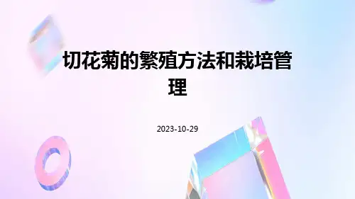 切花菊的繁殖方法和栽培管理