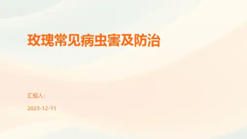 玫瑰常见病虫害及防治