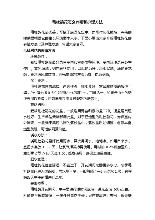 毛杜鹃花怎么养殖和护理方法