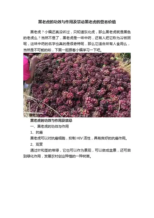 黑老虎的功效与作用及禁忌黑老虎的营养价值