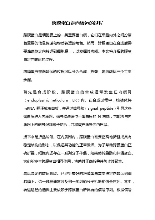 跨膜蛋白定向转运的过程