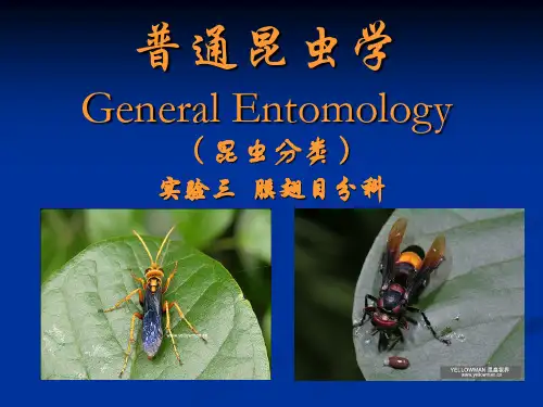膜翅目分科