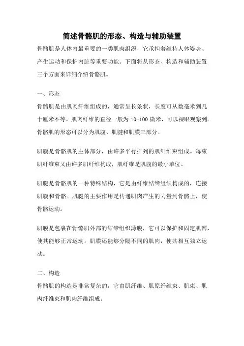 简述骨骼肌的形态、构造与辅助装置