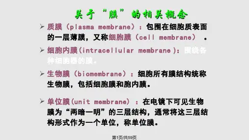 细胞膜及其表面结构PPT课件