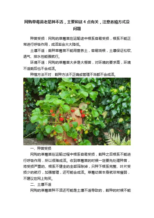 网购草莓苗老是种不活，主要和这4点有关，注意养殖方式没问题
