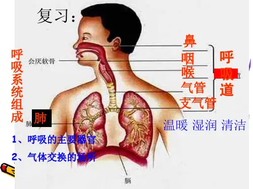发生在肺内的气体交换PPT课件31 人教版