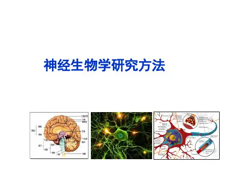 神经生物学研究方法