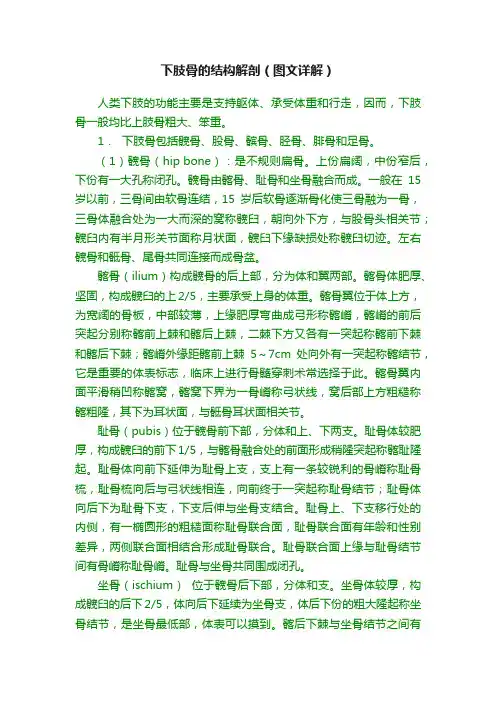下肢骨的结构解剖（图文详解）