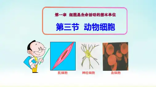 人教版七年级上册生物动物细胞课件