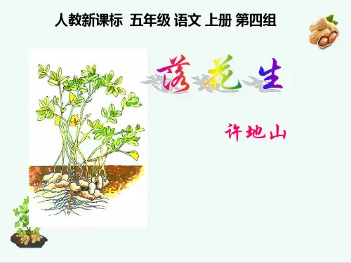 落花生课件(共15张PPT)