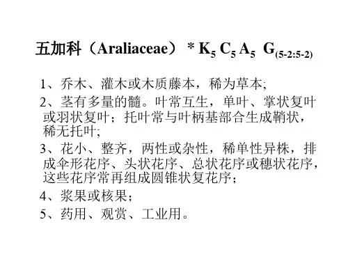 唇形科课件