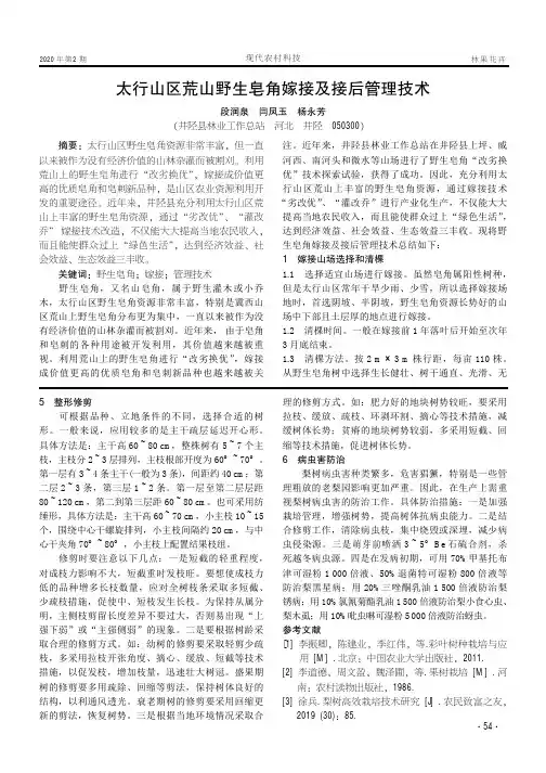 太行山区荒山野生皂角嫁接及接后管理技术