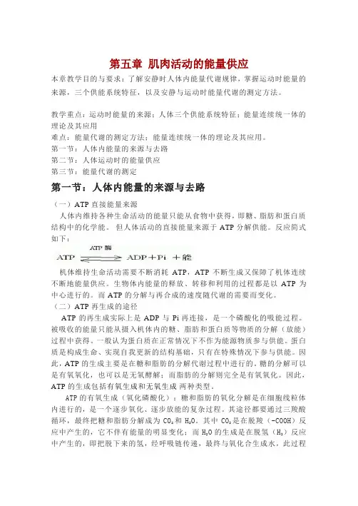 肌肉活动的能量供应讲解