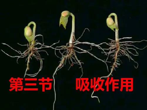 北师大版生物七年级上册3.5.3《吸收作用》课件(共36张PPT)