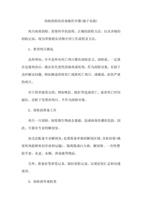 鸡病剖检的具体操作步骤(源于实践)