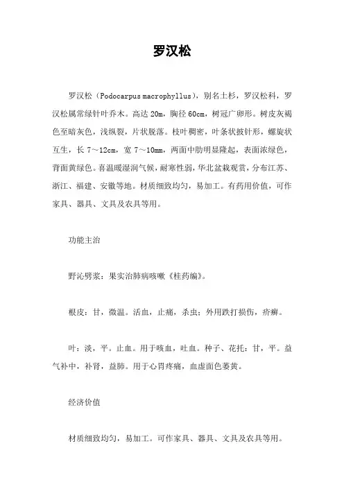 罗汉松