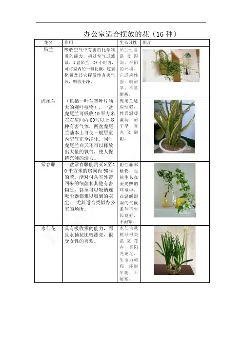16种办公室适合养殖的花