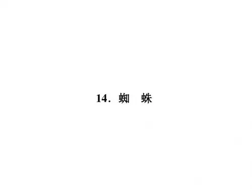 七年级下册语文(语文版)课件：14.蜘 蛛