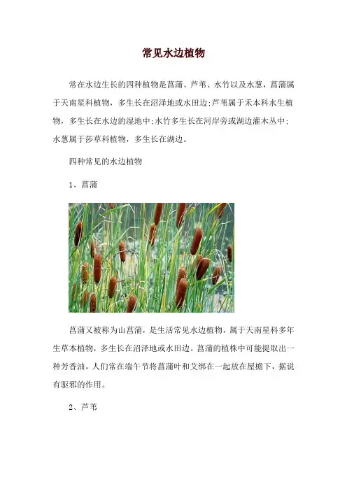 常见水边植物