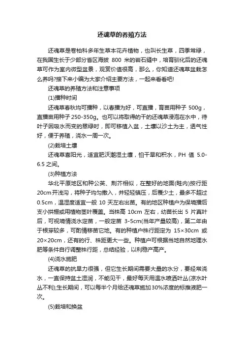 还魂草的养殖方法