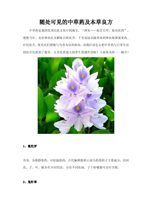 随处可见的中草药及本草良方