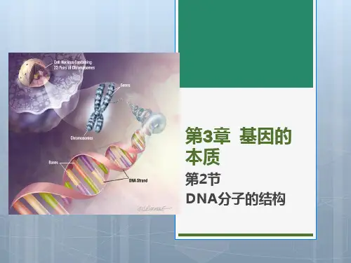 人教版《DNA的结构》ppt完美版1