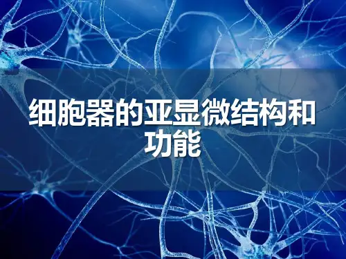 细胞器的亚显微结构和功能