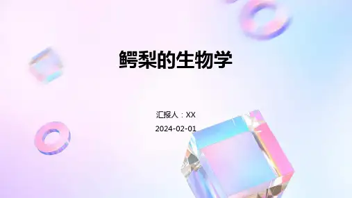 鳄梨的生物学
