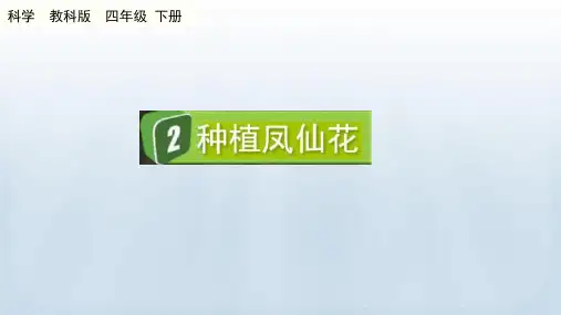 教科版科学四年级下册第一单元植物的生长变化(2 种植凤仙花)PPT课件