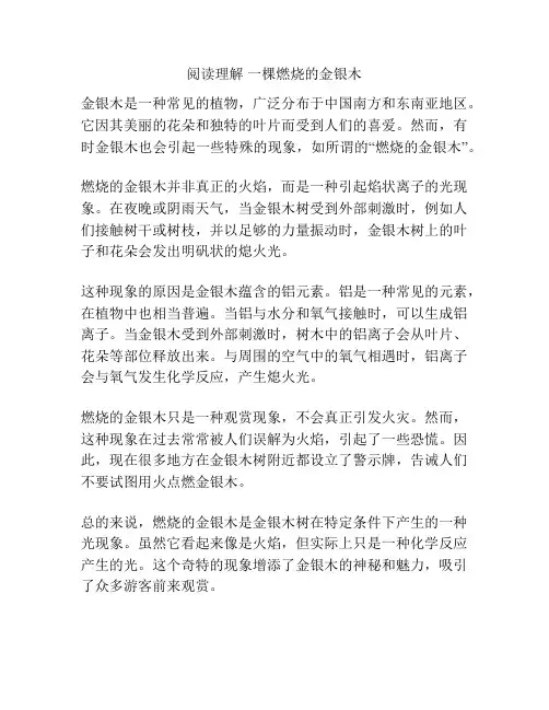 阅读理解 一棵燃烧的金银木