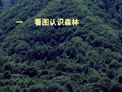 地下森林断想PPT16 人教版 (共15张PPT)