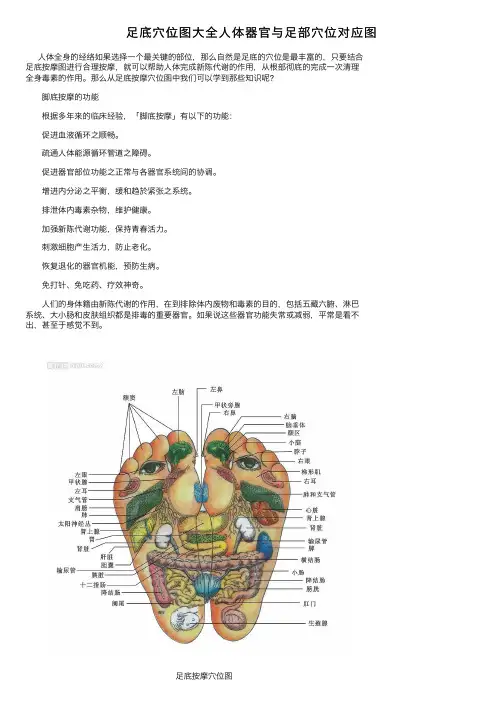 足底穴位图大全人体器官与足部穴位对应图