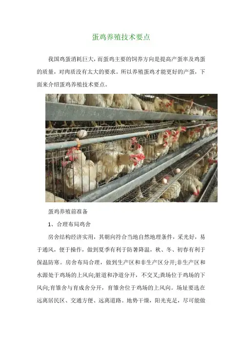 蛋鸡养殖技术要点