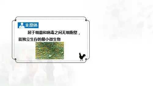 禽支原体病的诊断与防控课件(共29张PPT)《禽病防治》