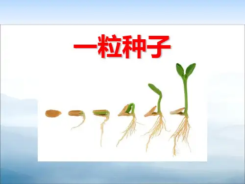 《一粒种子》PPT下载【优秀课件PPT】