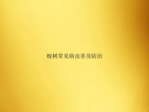 桉树常见病虫害及防治