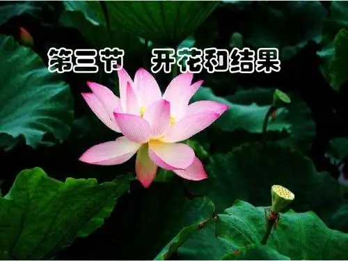 【初中生物】开花和结果PPT课件54(3份)