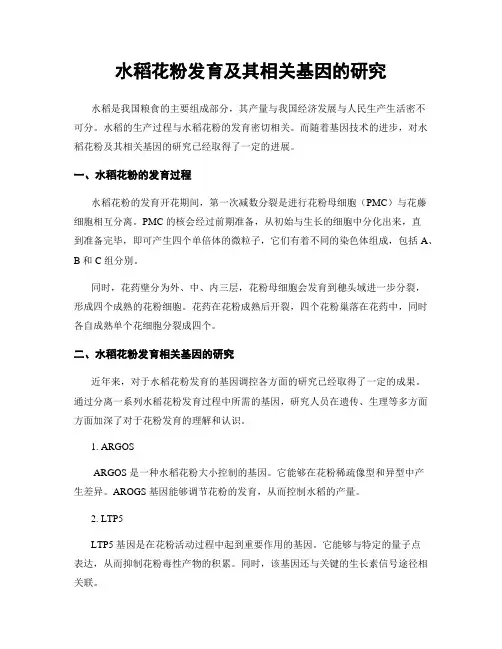 水稻花粉发育及其相关基因的研究