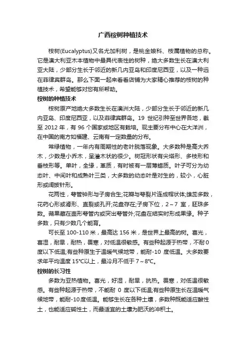 广西桉树种植技术