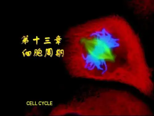 细胞周期