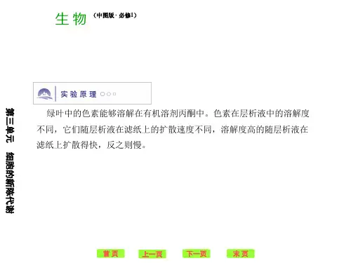 叶绿体色素的提取和分离课件